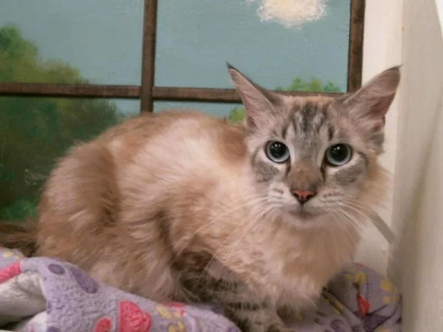 A young small-sized female Domestic Medium Hair cat named Avery for adoption in Houston, TX