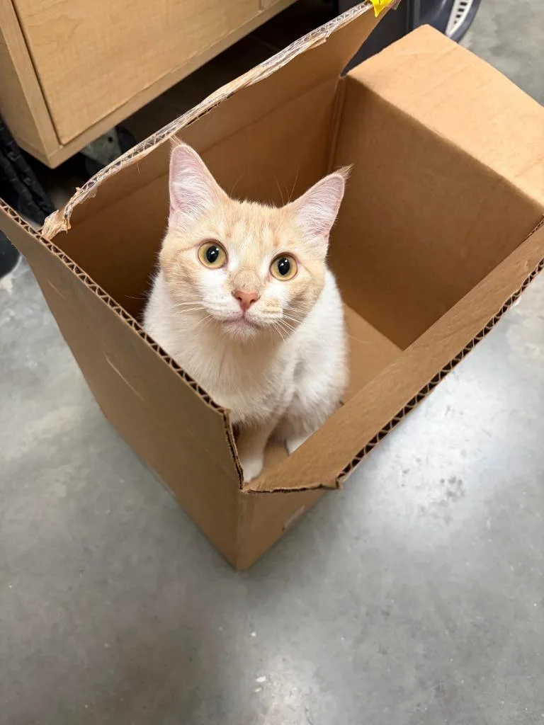 A young medium-sized female Domestic Short Hair cat named Jessi for adoption in Saint Louis, MO