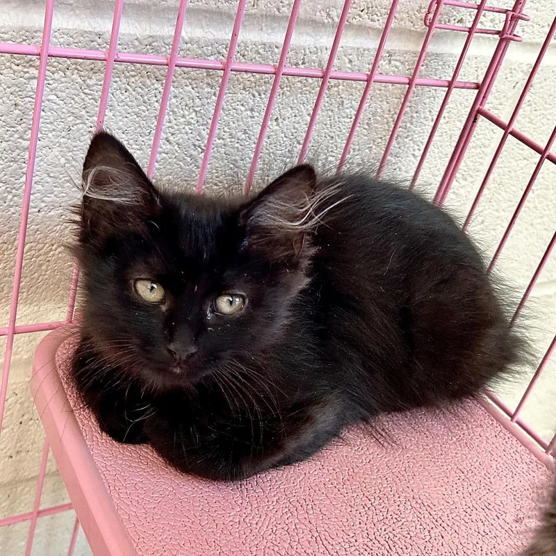 A baby small-sized female Black Domestic Medium Hair cat named Shadow for adoption in Waynesboro, PA