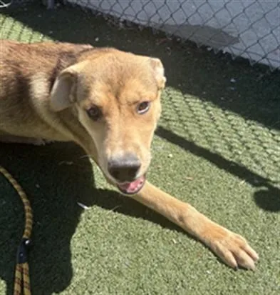 A baby medium-sized male German Shepherd Dog dog named Scout for adoption in Texas City, TX