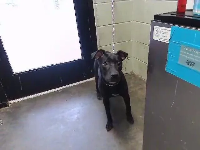 A young medium-sized female Pit Bull Terrier dog named Molly for adoption in Tulsa, OK