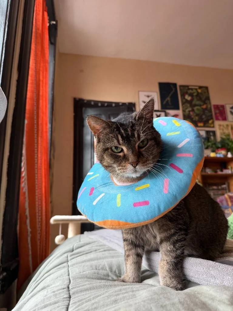 A senior medium-sized female Domestic Short Hair cat named Zelda for adoption in Minneapolis, MN