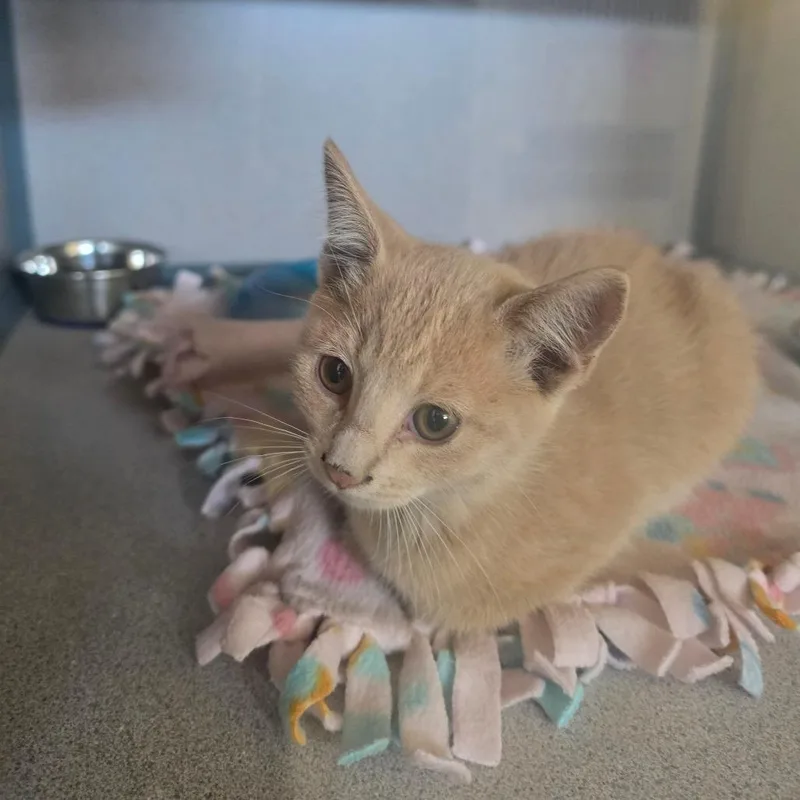A baby small-sized male Orange / Red Domestic Short Hair cat named Watson for adoption in Marshalltown, IA