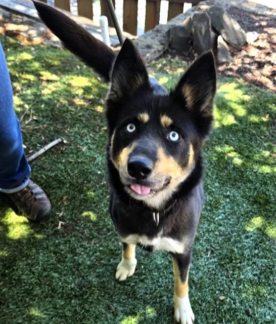 A young medium-sized female Tricolor (Brown, Black, & White) German Shepherd Dog dog named Roxanne for adoption in Phoenix, OR