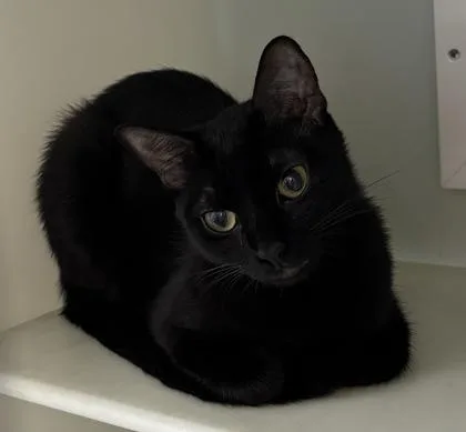 An adult small-sized female Domestic Short Hair cat named 981-26 for adoption in Cumming, GA
