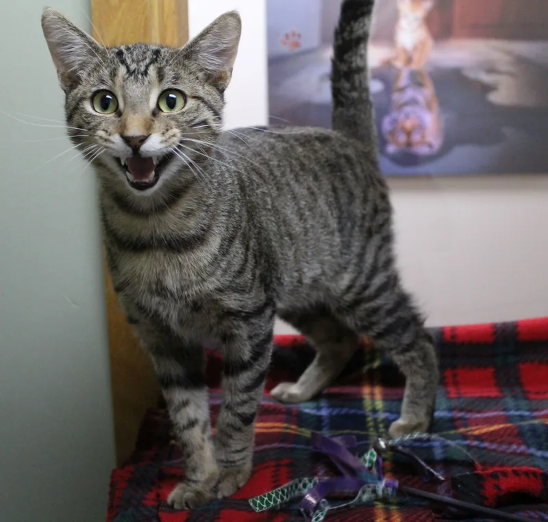 An adult medium-sized male Domestic Short Hair cat named Donnie for adoption in Portage, WI
