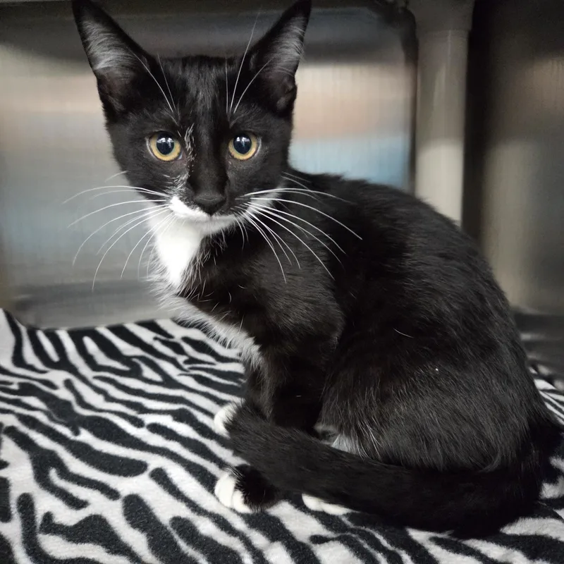 A baby medium-sized male Black & White / Tuxedo Domestic Short Hair cat named Falcon for adoption in Parsons, KS