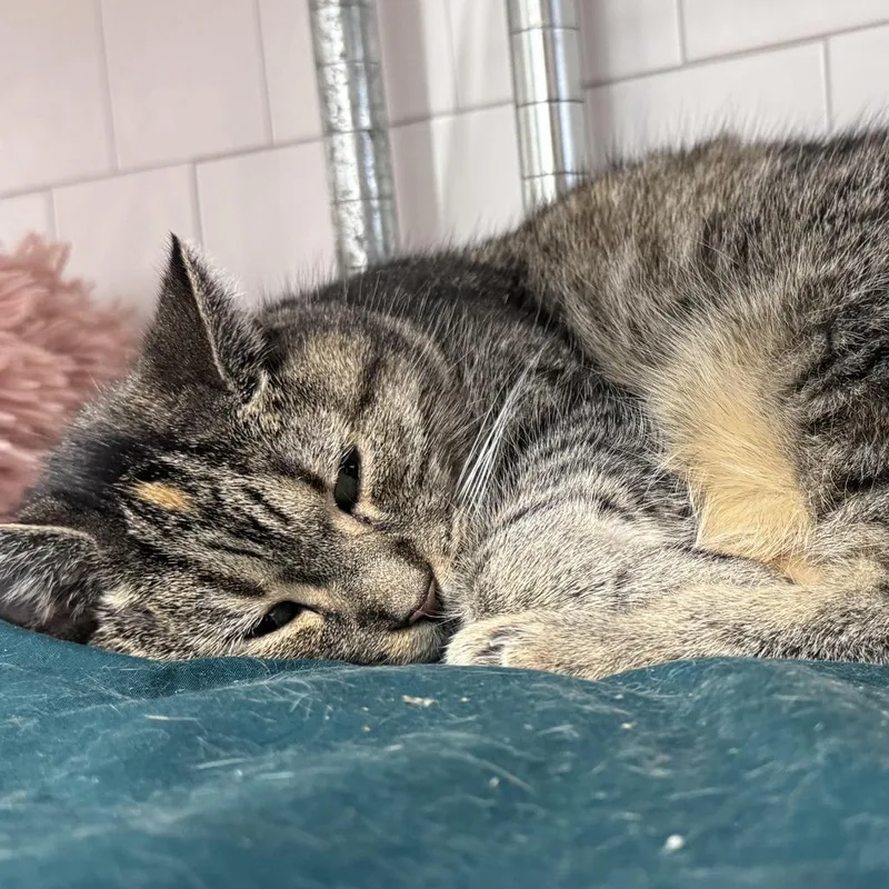 A senior small-sized female Tortoiseshell Domestic Short Hair cat named Meow Meow for adoption in Bensalem, PA