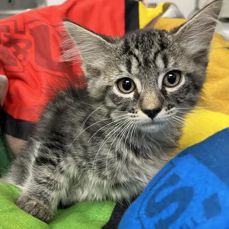 A baby small-sized male Domestic Short Hair cat named Binx for adoption in Henderson, NV