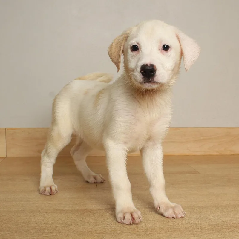 A baby medium-sized female White / Cream Labrador Retriever dog named Happy D for adoption in Minnetonka, MN