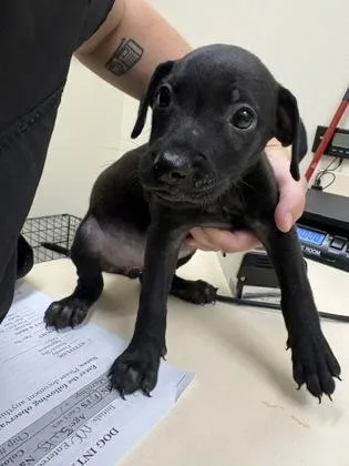 A baby small-sized female Black Mixed Breed dog named Viola for adoption in Charleston, SC