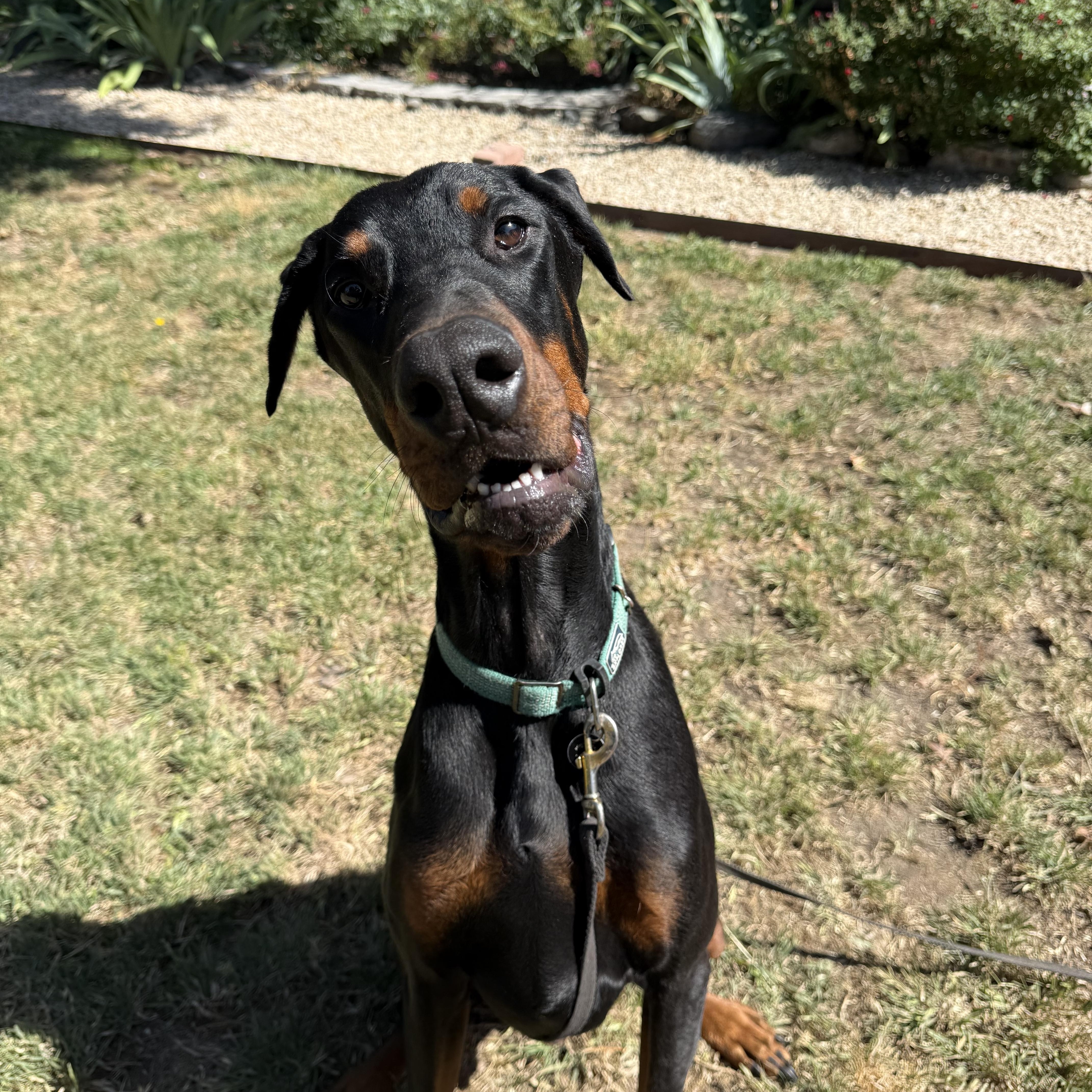 A young large-sized male Bicolor Doberman Pinscher dog named Zorro for adoption in Paso Robles, CA