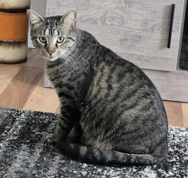 An adult medium-sized male Domestic Short Hair cat named Tarzan for adoption
