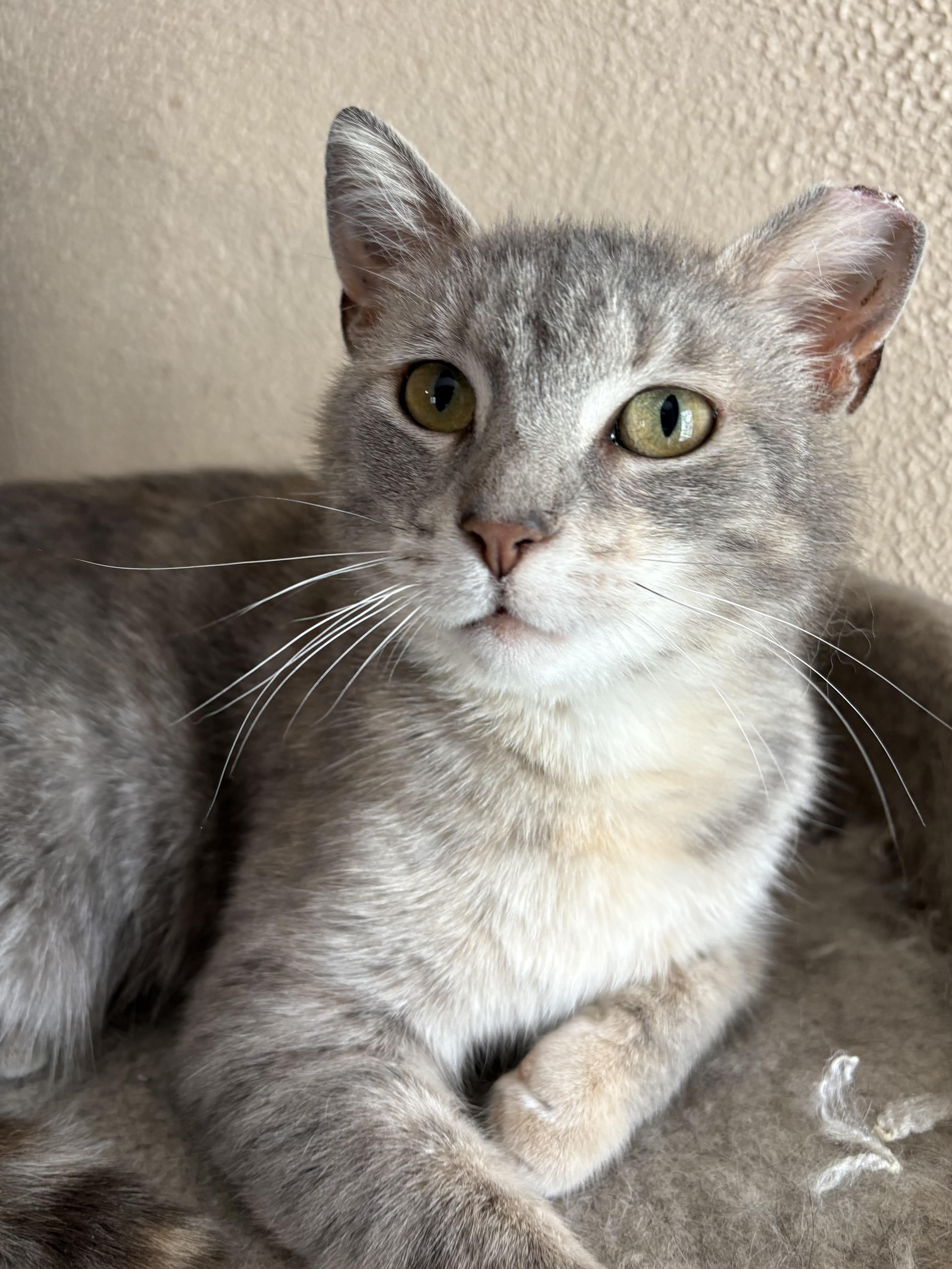 A young medium-sized female Dilute Tortoiseshell Domestic Short Hair cat named Myrna for adoption in Belvidere, IL