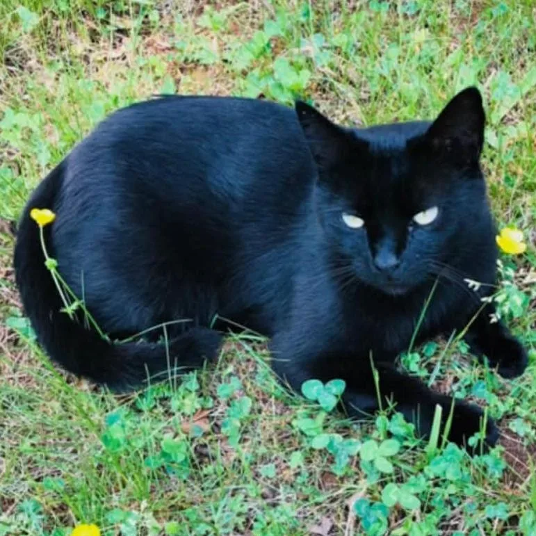 A senior medium-sized female Black Domestic Short Hair cat named Blackie for adoption in Harrisonburg, VA