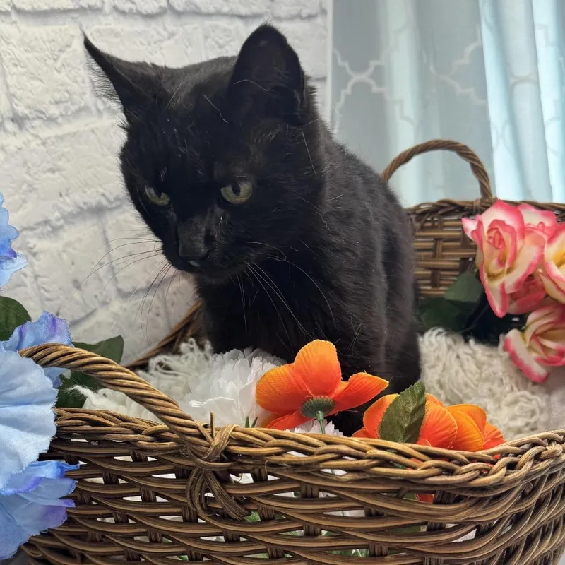 Blackie thumbnail 2