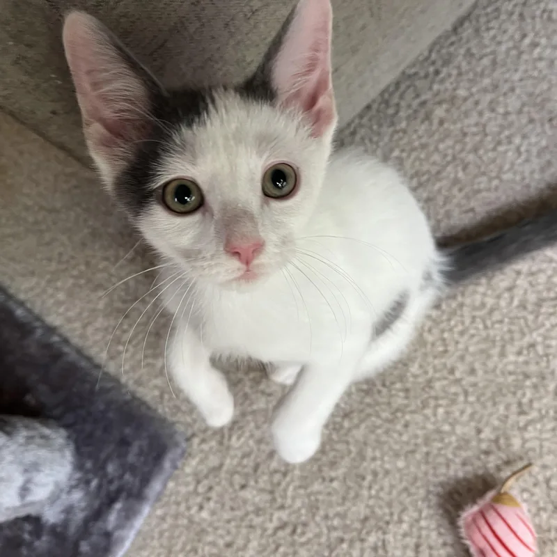 A baby medium-sized male Gray & White Domestic Short Hair cat named Chuckie for adoption in Columbus, OH