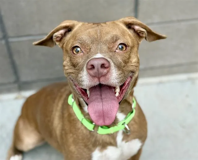 An adult medium-sized female Pit Bull Terrier dog named Tera for adoption in Tucson, AZ