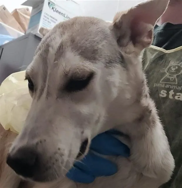 A young medium-sized male German Shepherd Dog dog named Gromit for adoption in Tucson, AZ