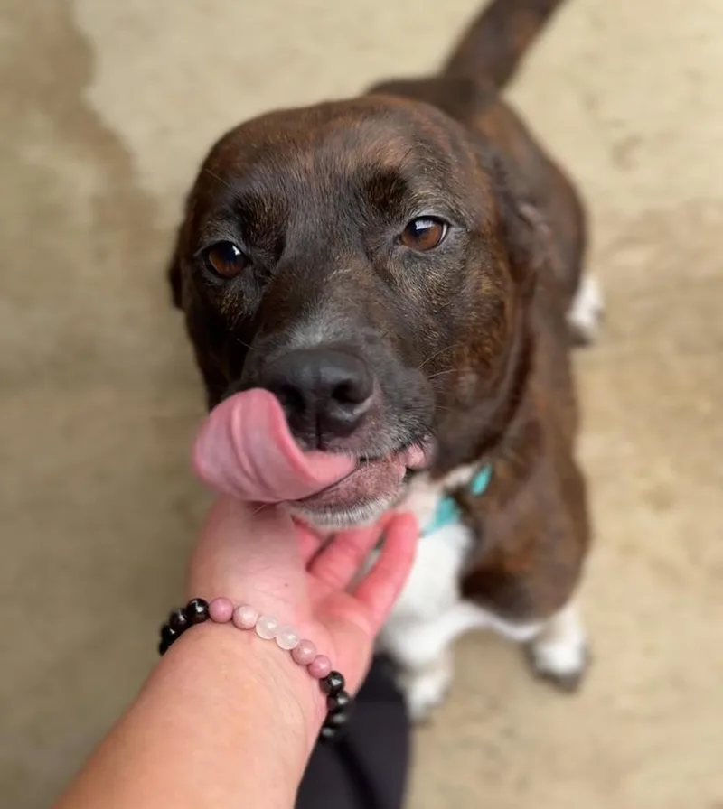 An adult medium-sized female Mixed Breed dog named Tori for adoption in Rochester, IN