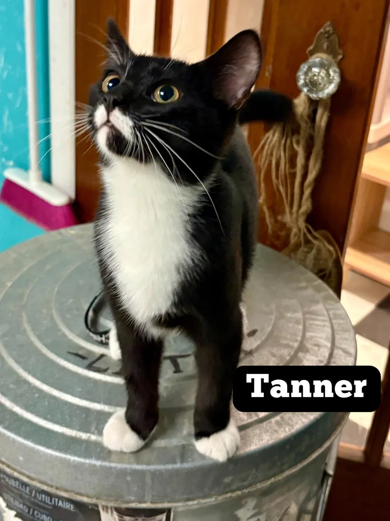 Tanner