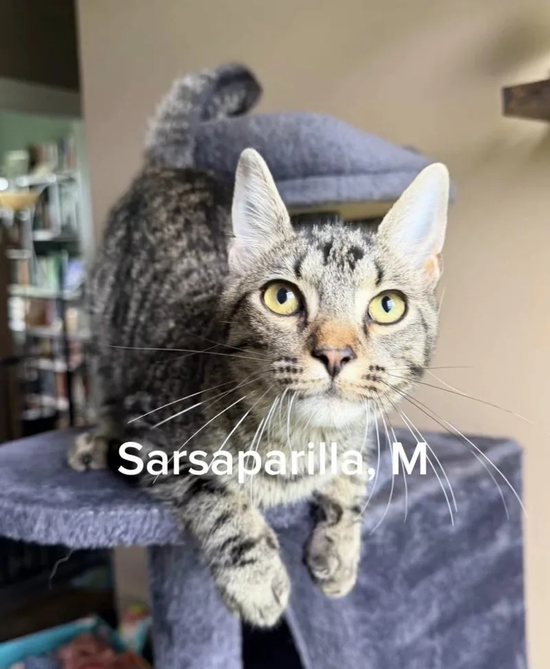 A baby small-sized male Domestic Short Hair cat named Sarsaparilla for adoption in Shrewsbury, MA
