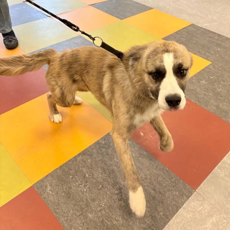 An adult medium-sized male Yellow / Tan / Blond / Fawn Mixed Breed dog named Shadow Grey for adoption in Philadelphia, PA