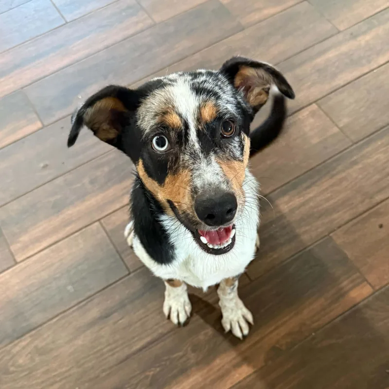 A baby medium-sized female Catahoula Leopard Dog dog named Remi for adoption in Houston, TX