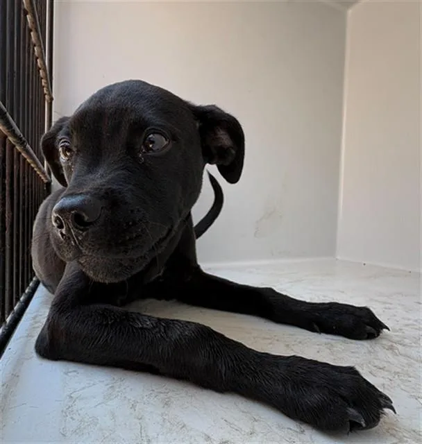 A baby small-sized male Labrador Retriever dog named Fenrir for adoption in Augusta, GA