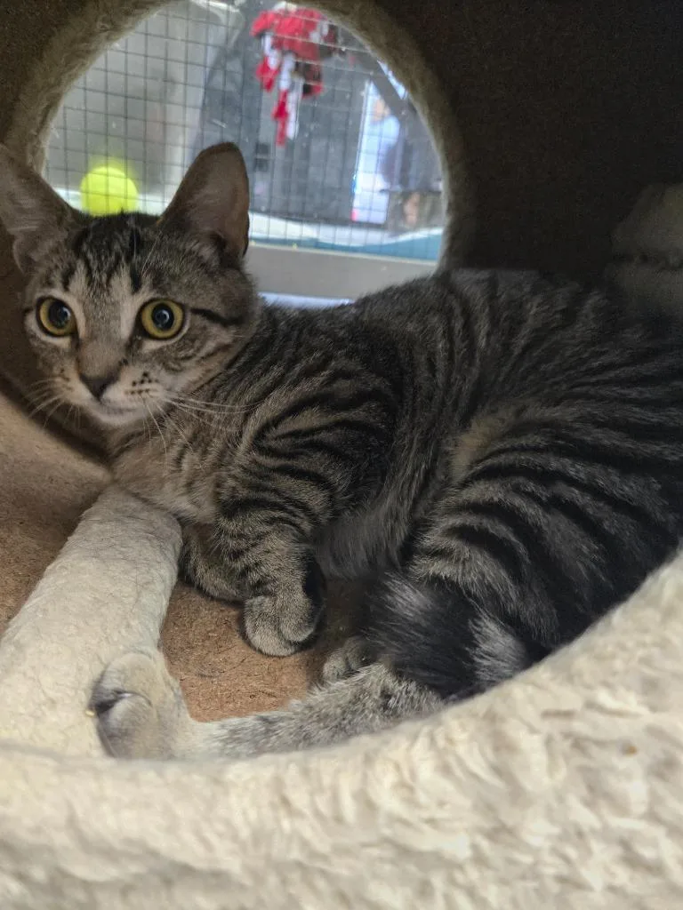 A baby small-sized male Domestic Short Hair cat named Logan for adoption in Angola, IN