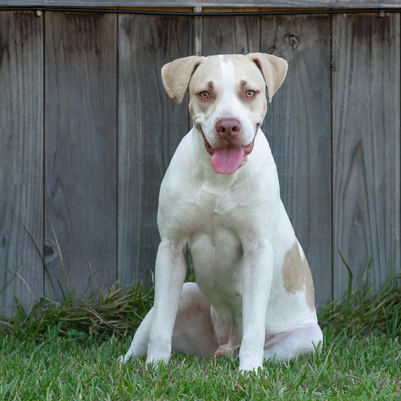 A baby medium-sized male Yellow / Tan / Blond / Fawn American Staffordshire Terrier dog named Cherokee for adoption in Tomball, TX