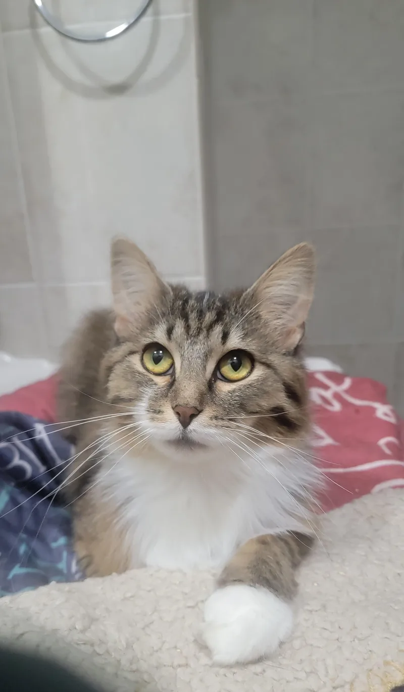 A young medium-sized male Domestic Long Hair cat named Auggie Scroll And Read for adoption in Rockford, IL