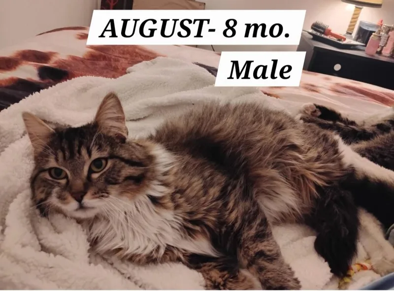 Auggie Scroll And Read thumbnail 2