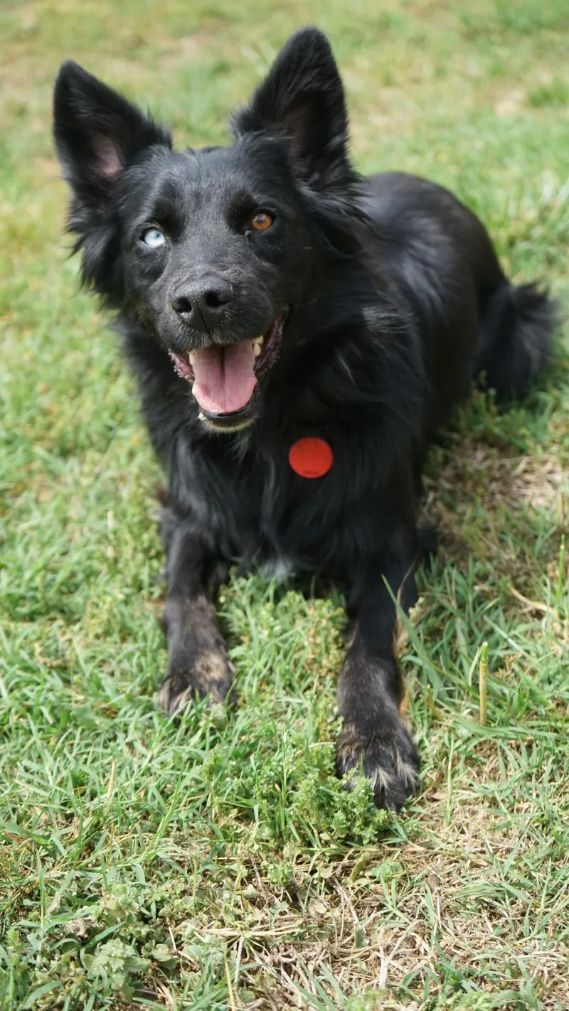 An adult medium-sized female Australian Shepherd dog named Alice for adoption in Charlotte, NC