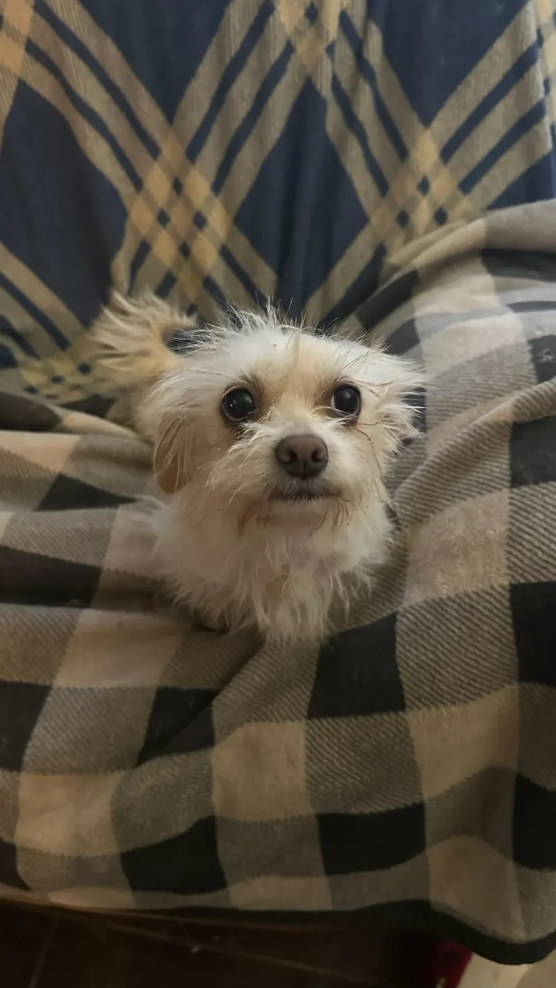 An adult small-sized female White / Cream Maltipoo dog named Snowflake for adoption in San Antonio, TX