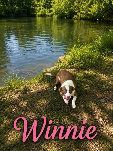 An adult medium-sized female Dachshund dog named Winnie for adoption in Zimmerman, MN
