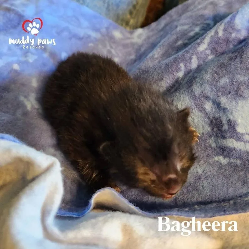 Jungle Book Litter:  thumbnail 2