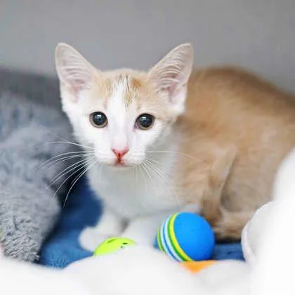 A baby small-sized male Buff / Tan / Fawn Domestic Short Hair cat named Arthur for adoption in Atlanta, GA