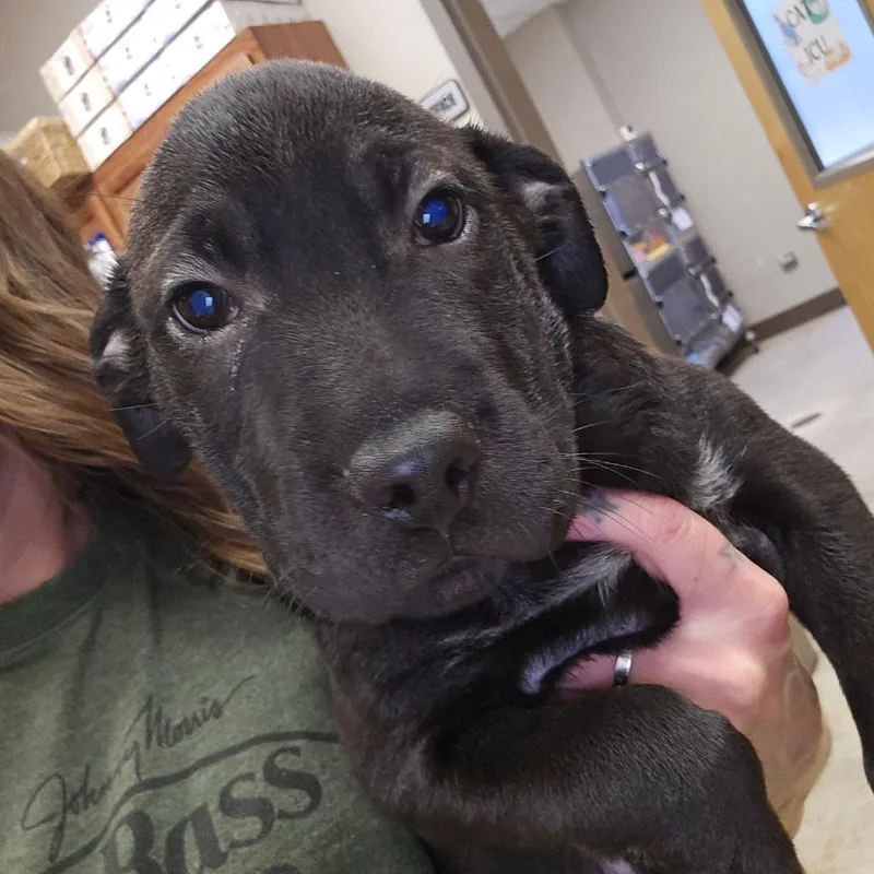 A baby small-sized male Black Border Collie dog named Saffron  U for adoption in Tupelo, MS
