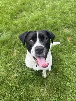 An adult large-sized male White / Cream Mixed Breed dog named Max for adoption in Harbor Springs, MI