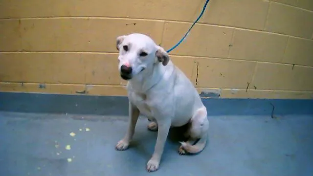 A young large-sized female Pit Bull Terrier dog named Mama for adoption in Tulsa, OK