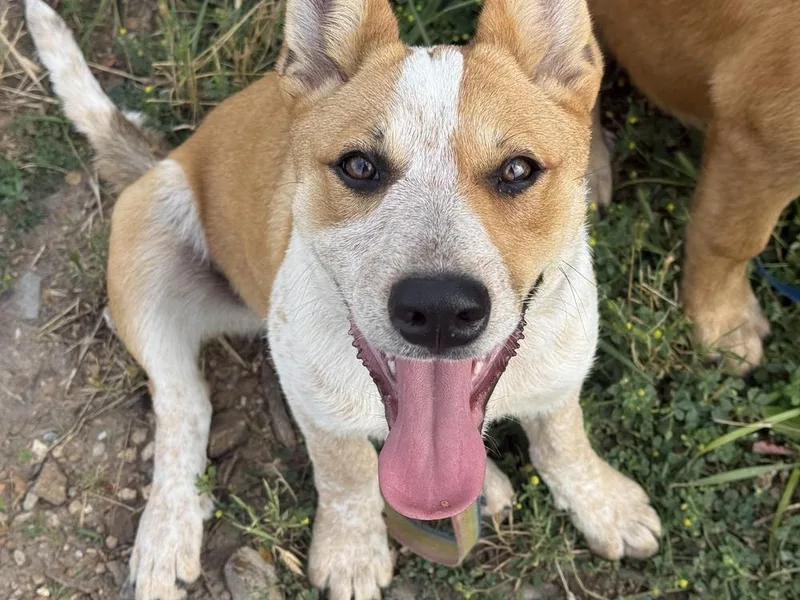 A baby medium-sized female Australian Cattle Dog / Blue Heeler dog named Sienna for adoption in Green Ridge, MO