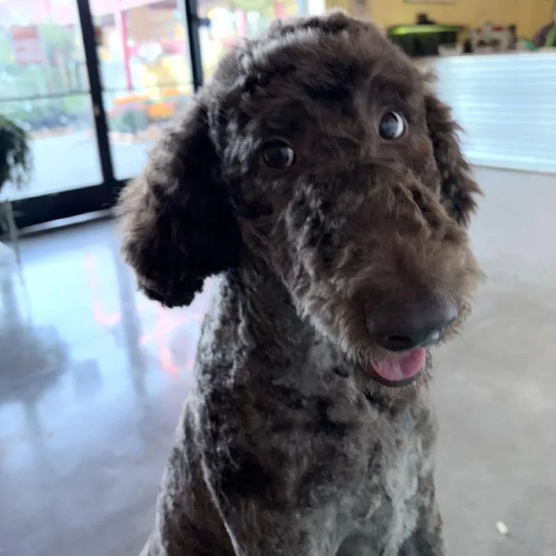 A young medium-sized male Poodle dog named Mac for adoption in Sonoma, CA