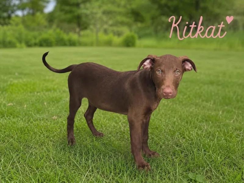 Kitkat