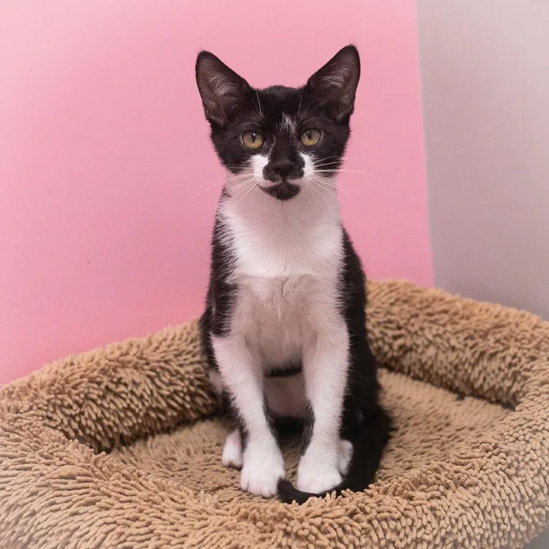 A baby small-sized female Black Domestic Short Hair cat named Tutti Fruiti for adoption in Ponte Vedra, FL