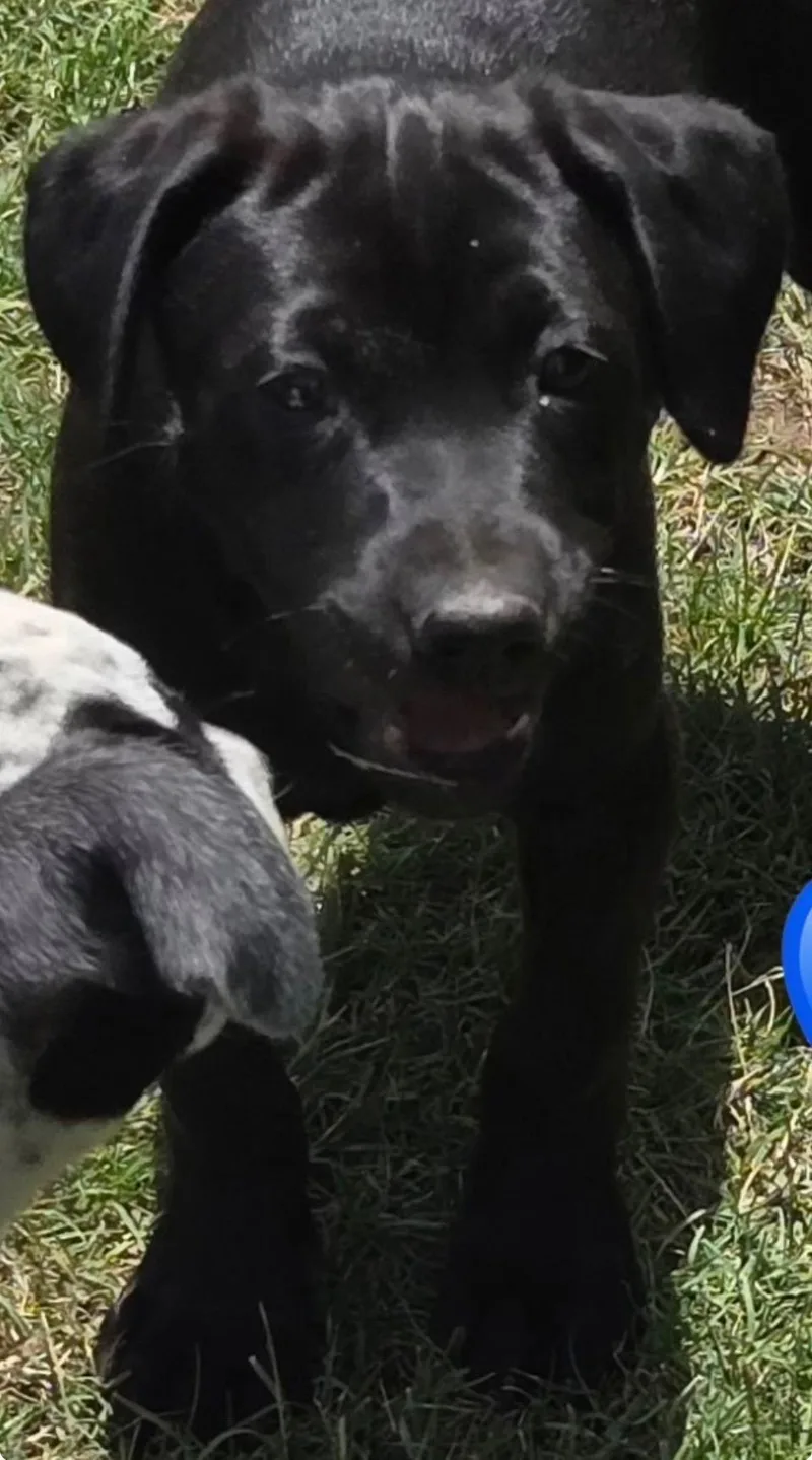 A baby large-sized female Black Labrador Retriever dog named Pawpcorn for adoption in Evergreen, CO