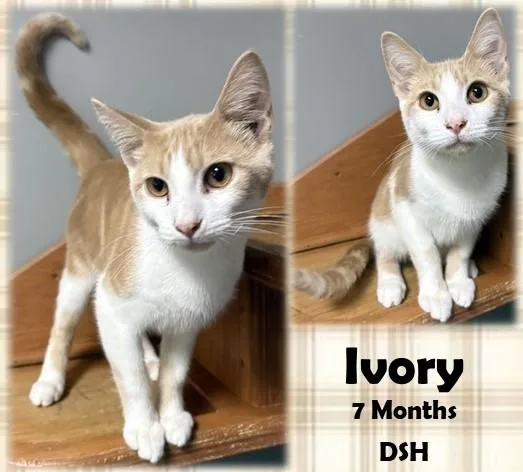 A young medium-sized male Buff & White Domestic Short Hair cat named Ivory for adoption in Franklin, IN