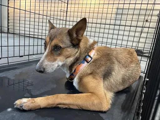 A young large-sized female German Shepherd Dog dog named Grecia for adoption in Las Vegas, NV