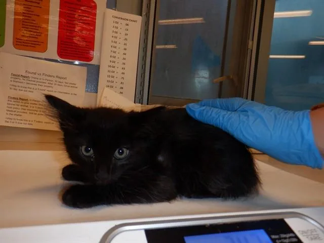 A baby small-sized male Domestic Medium Hair cat named A for adoption in San Jose, CA