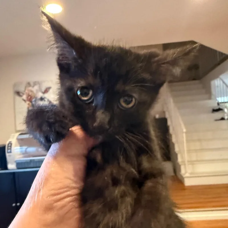 A baby small-sized female Black Domestic Short Hair cat named Misty for adoption in Tustin, CA